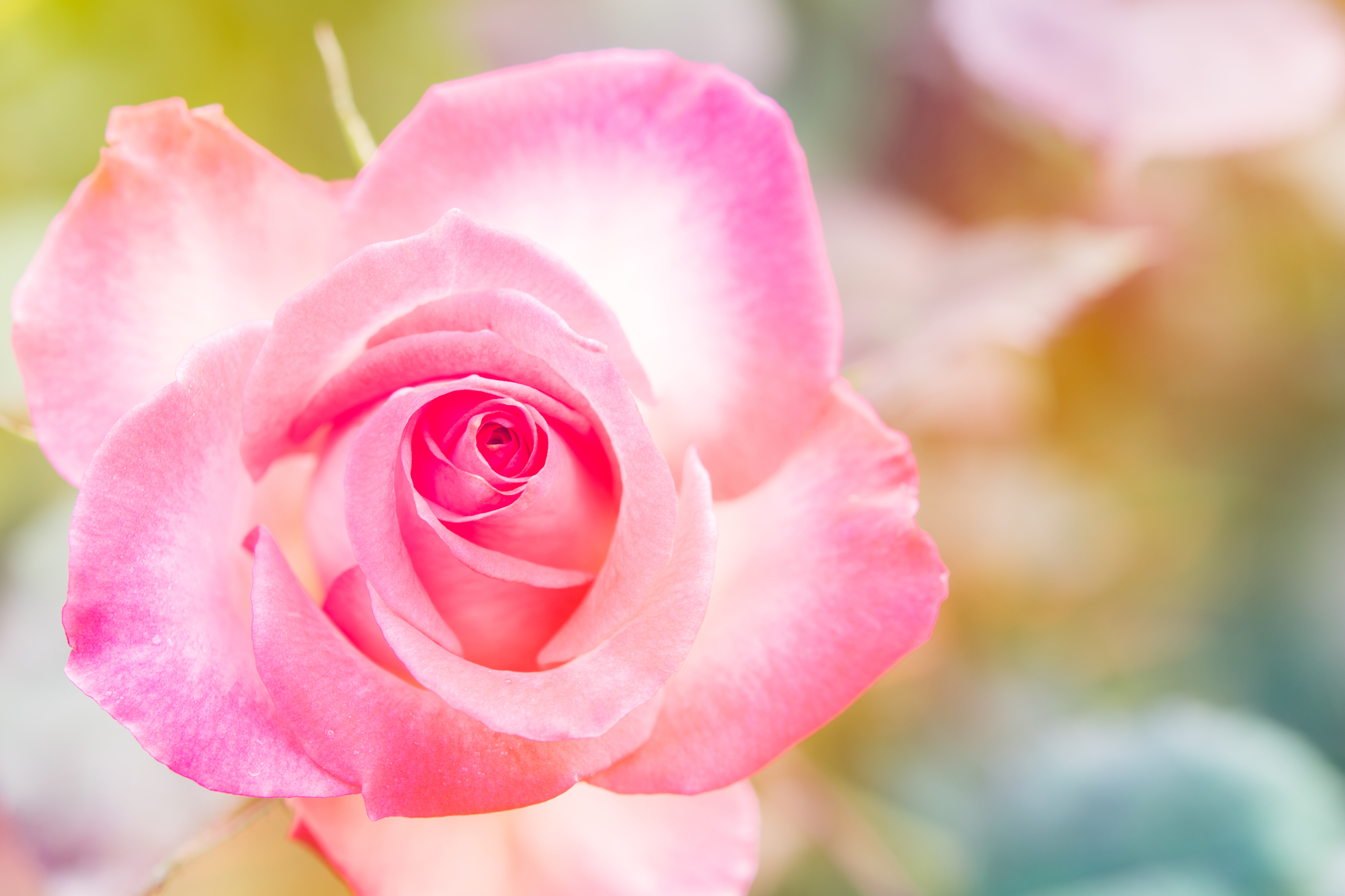 Closeup Beautiful Macro Pink Rose